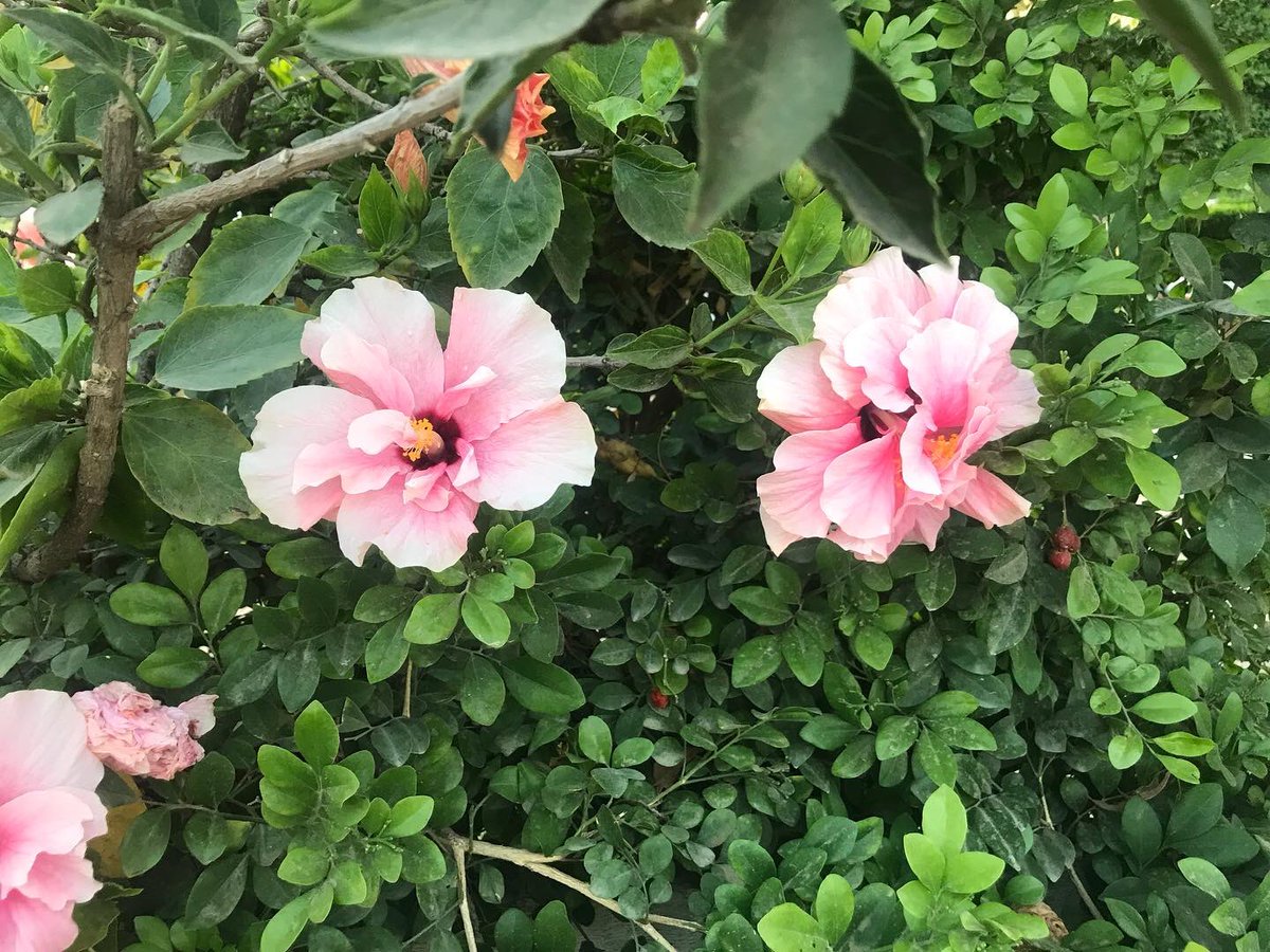 Dandonat2's tweet photo. In love with nature 🥰
#photography #Flowers #nature #NatureBeauty #naturelovers #NaturePhotography #naturelover #nature撮影会 https://t.co/rMddFkqr9R
