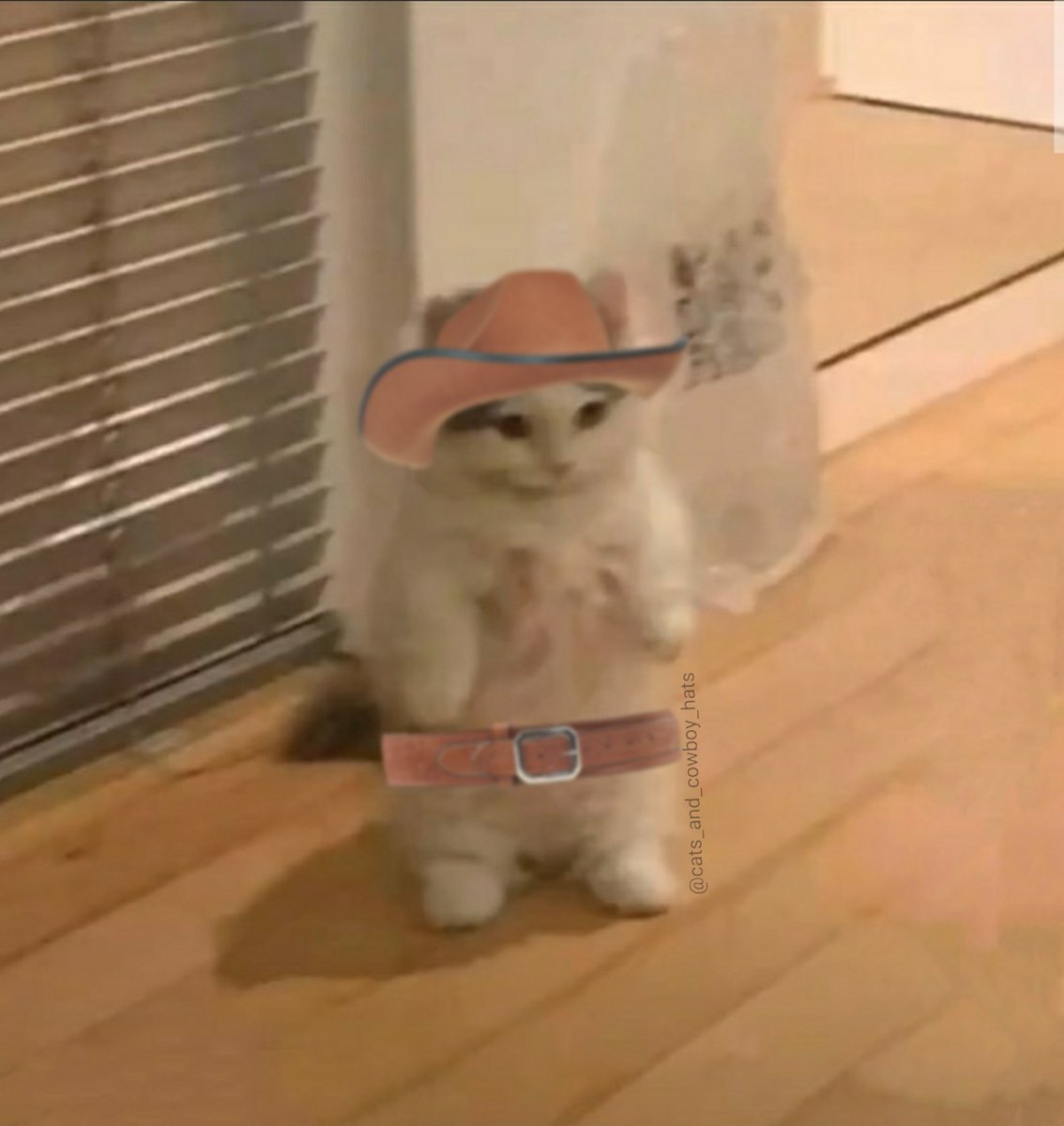 CowboyCats's tweet photo. https://t.co/UxtV9W5u8V