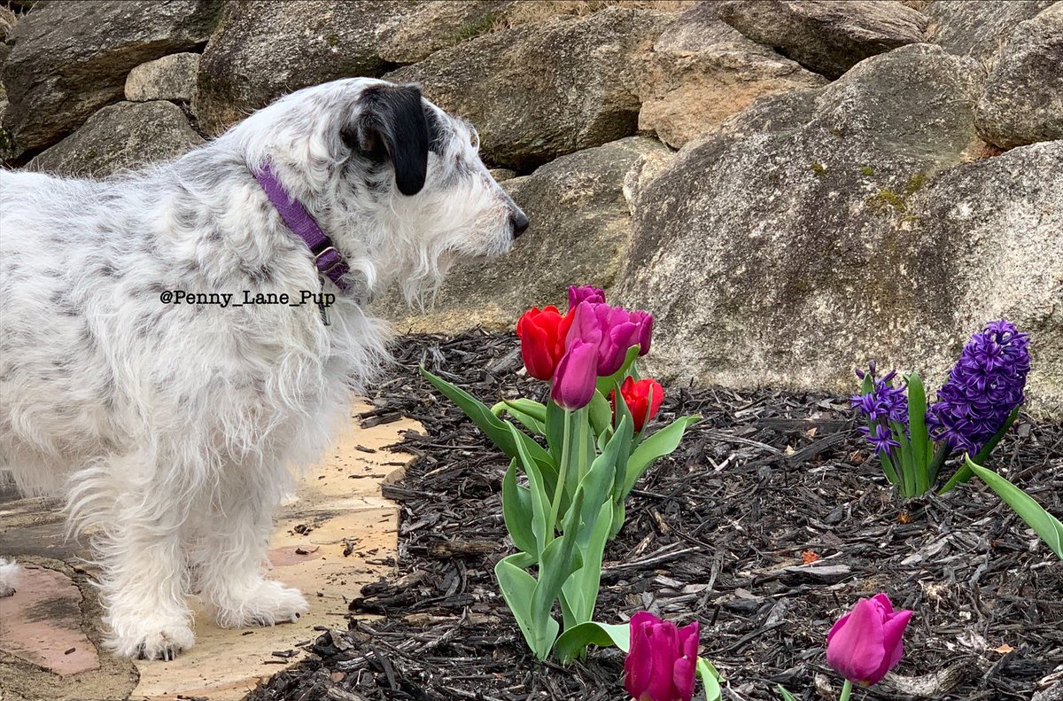 Penny_Lane_Pup's tweet photo. Dis thread is such a beautiful reminder of how wonderful #DogTwitter is! Let’s all show Maggie so much wuv and find some floofs in her honor! 
#FloofsFurMaggie https://t.co/6gDQnLWRxF
