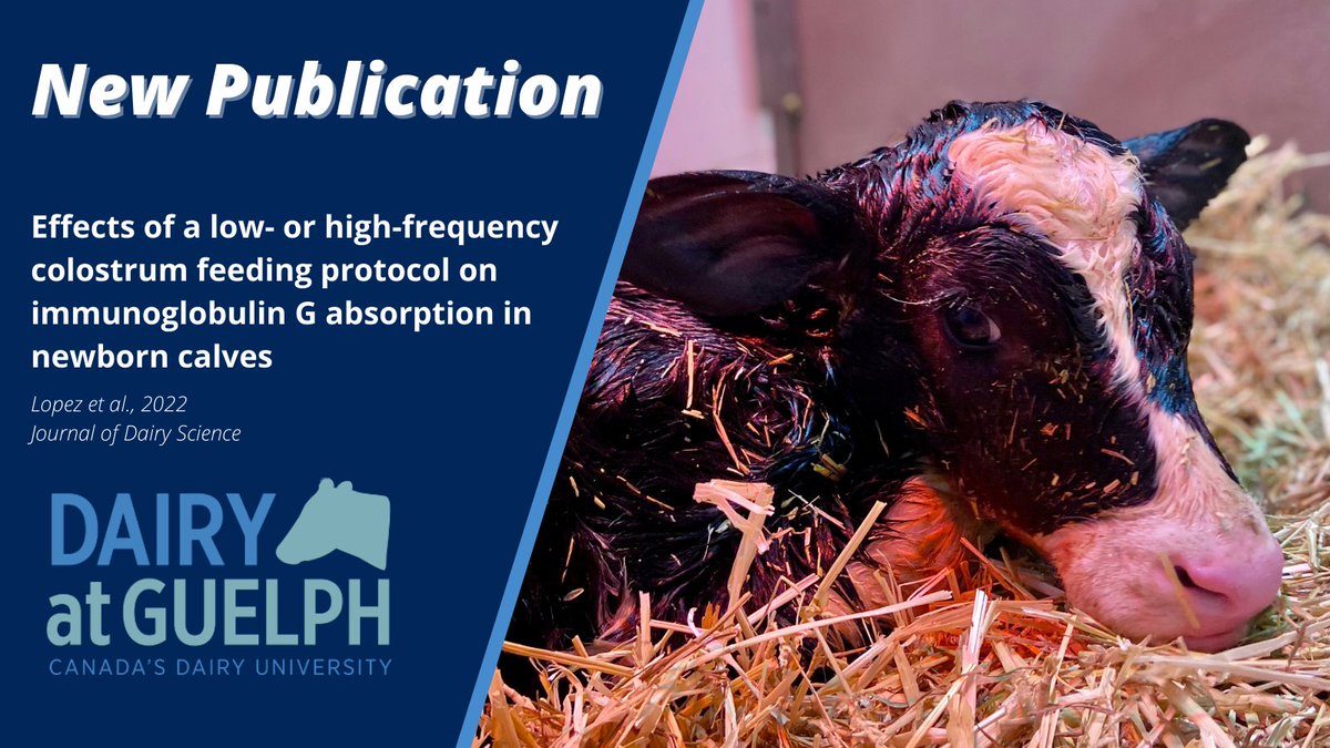 DairyatGuelph's tweet image. A new study from Lopez et al. (@ABSc_UofG) explores whether different colostrum replacer feeding frequencies affect serum IgG levels or apparent efficiency of absorption in neonatal calves. 

Read the full paper in the Journal of Dairy Science here: bit.ly/LopezJDS