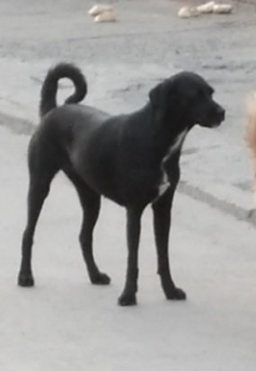 Paolita🐶🐕🐈⬛🐱🐾🐾 tweet media