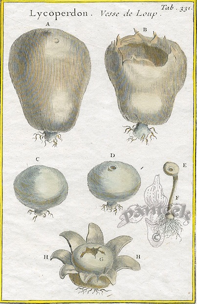 Aujourd'hui, nous sommes le tridi 3 fructidor, de l'année CCXXX du calendrier républicain, jour du lycoperdon.