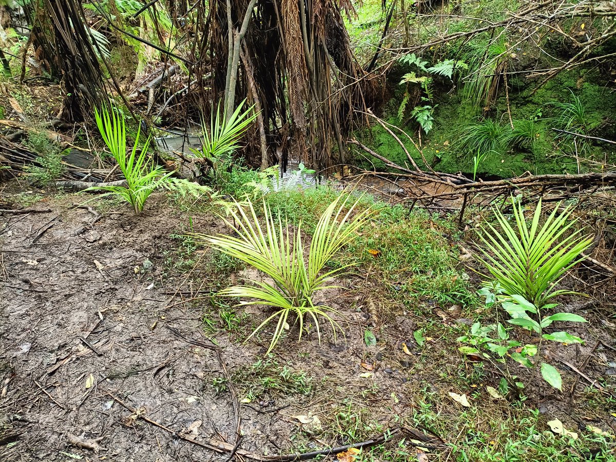 JonTurnerNZ's tweet photo. Infill planting by Wairaki Stream with the great @Pamela_a_mills ! https://t.co/KSeeb9Dhjt