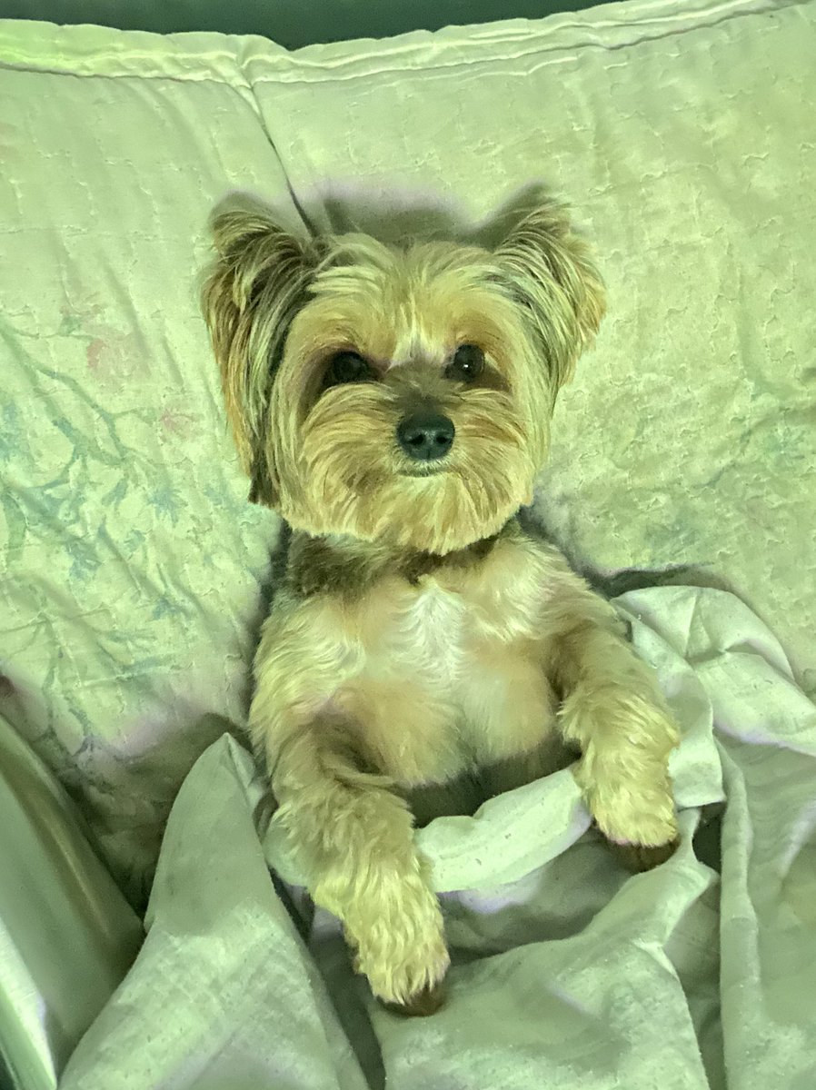 #meupetnocidadealerta
Eu sou o Ozzi, tô aqui debaixo da coberta assistindo <a href="/cidadealerta/">Cidade Alerta</a> com Bacci <a href="/recordtvoficial/">Record Oficial</a> Jardim Sulacap-RJ