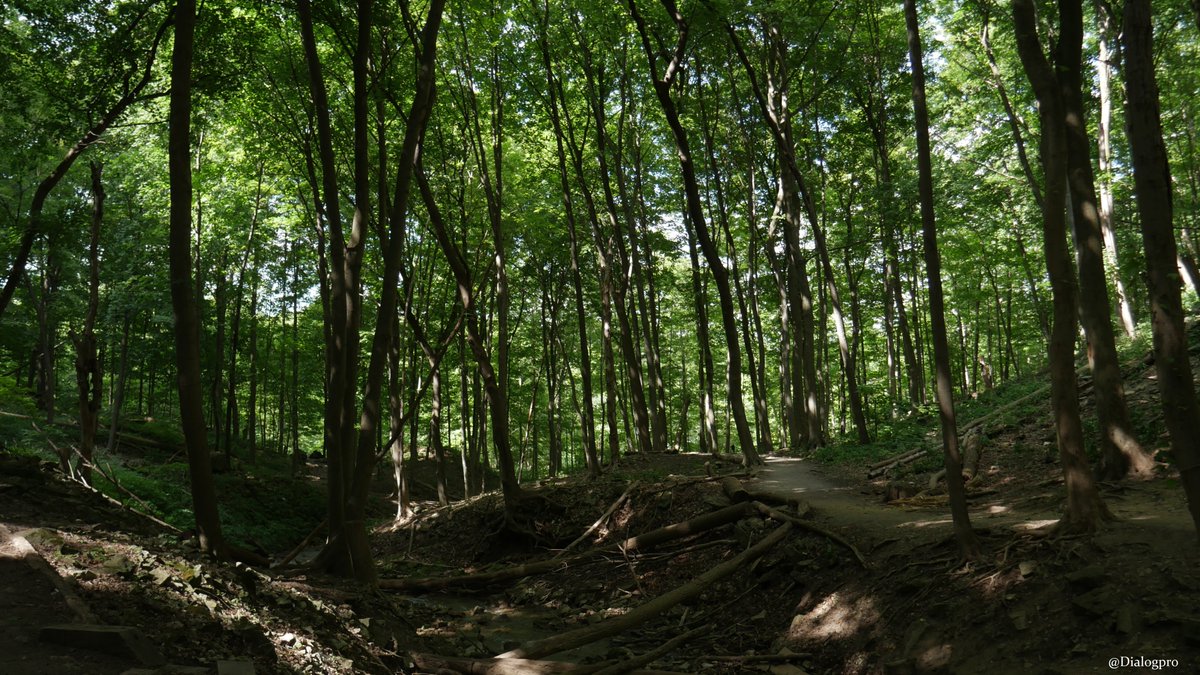 DialogPro's tweet photo. Nature walk. ๐๏ธ๐ฟ๐๐
#Nature #Photography #Waterfalls #Ancaster
#ShermanFalls #Hamilton #Ontario #Canada https://t.co/UUtlbLUzTJ