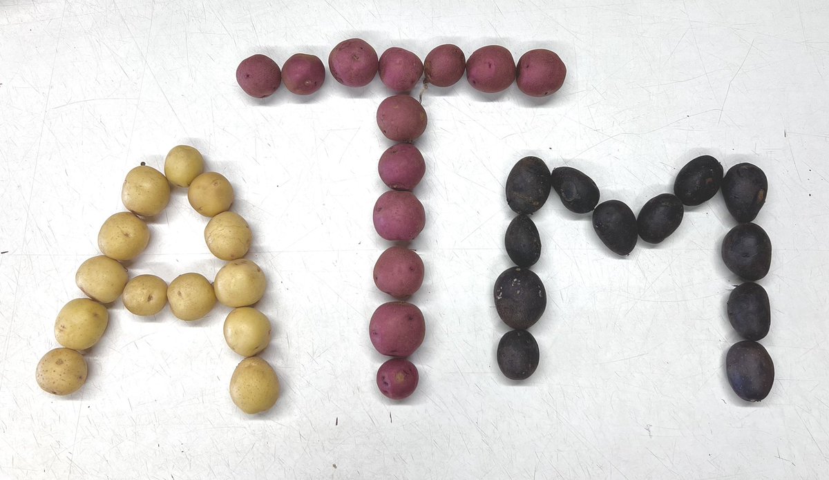 Spuds 🥔 are vital to our society. You can make chips, fries 🍟, mashed potato, baked potatoes and many delicious dishes from 🥔. Happy national potato day from <a href="/tamuhort/">Texas A&M Horticultural Sciences</a> <a href="/TAMU/">Texas A&M University</a> #NationalPotatoDay #August19 
(Photo taken by using white, red and purple tubers) <a href="/potato_america/">Potato Association</a>