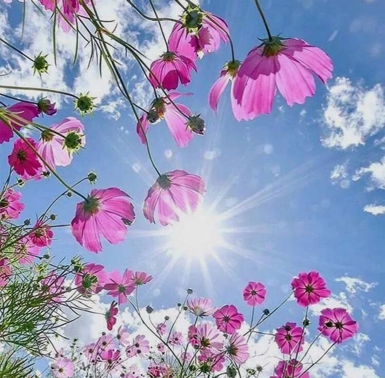 inxin_x's tweet photo. some windows are full of flowers, and when you open the windows, there is a burst of fragrance. https://t.co/NaNiI2kZPy