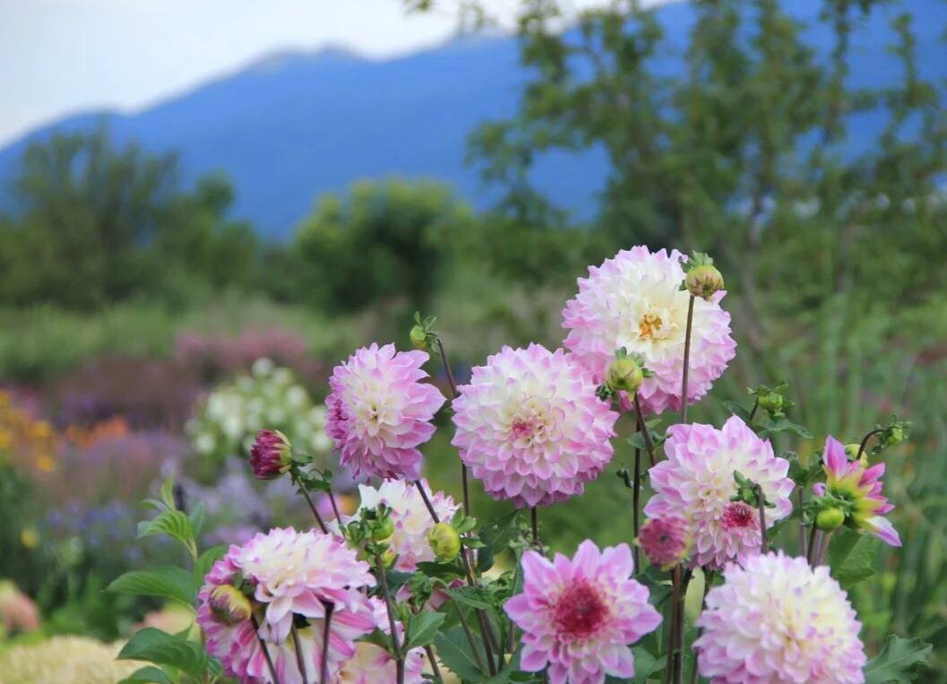 Regarding the love that has disappeared, you are no longer my spring, but you can be another person's flower.