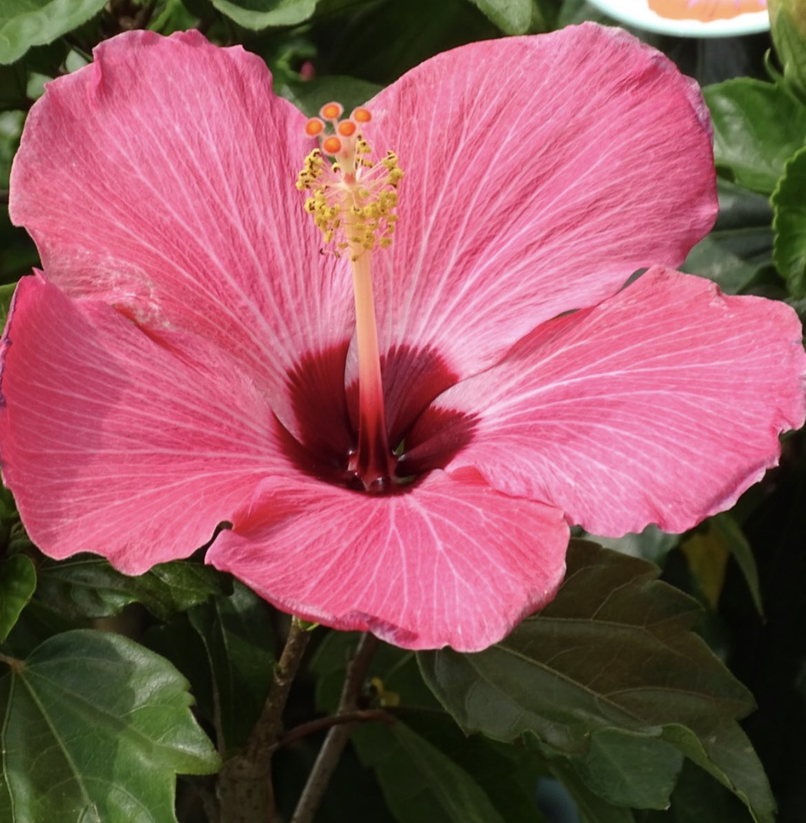 ハイビスカス Twitter Search Twitter ハイビスカス Twitter Search Twitter