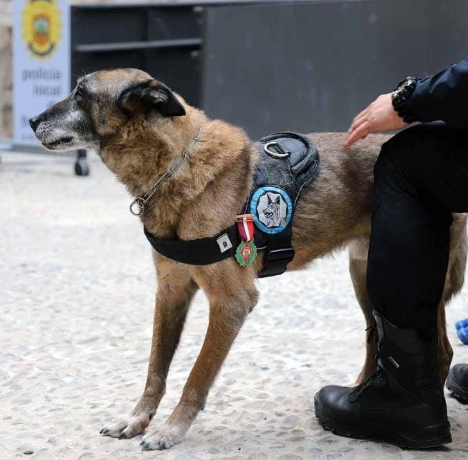 Hoy es un día triste en la familia de la <a href="/PoliciadeBurgos/">Policía Local Burgos</a>, Daxter uno de los primeros perros de la #UCID ya no se encuentra entre nosotros, pero nos deja momentos de extraordinario trabajo, miles de horas de entrenamientos y años de eterna amistad.

Gracias por tanto DAXTER👏👏!!