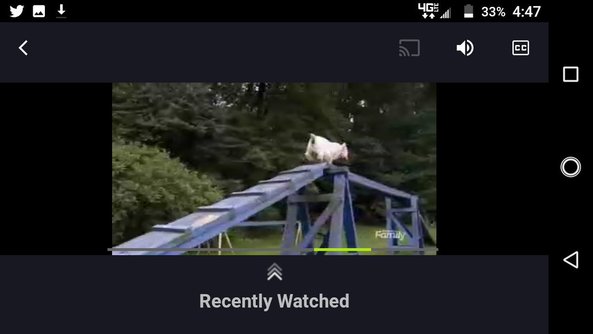 westiesrule13's tweet photo. Looky 👀what I just ran across on @famchannel Dogs101 🐶 #westie episode 🤩♥️😍 #earthdog trials I 🥰 this episode "boldest personality of ALL dogs" 🐕🐩🐶 ⚡🙌 "They're like little Napoleon's" 😤 🪖 These dogs are no 🛋️ potatoes 😂 #westies RULE 🐾🤗😎 https://t.co/y0WHA73sle