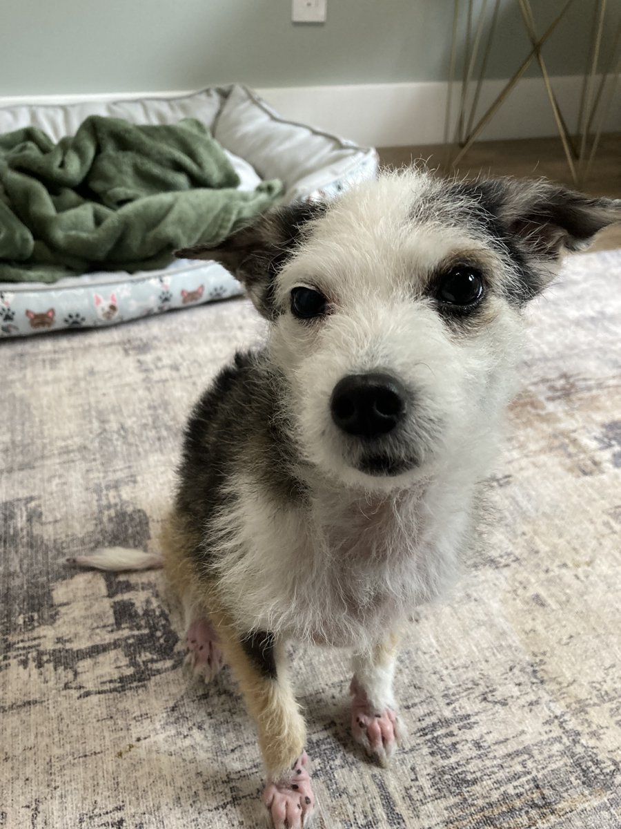 OregonHumane's tweet photo. Lola is the best #WorldPhotoDay subject. ❤️ She is about to hit a heartbreaking anniversary and we're asking for your help.

Almost one year ago, Lola was found as a stray during #HurricaneIda. She was transported to OHS in October. 

Be Lola’s hero -🐶🐾 https://t.co/yoBTITnRg8 https://t.co/bSlOBprmd2