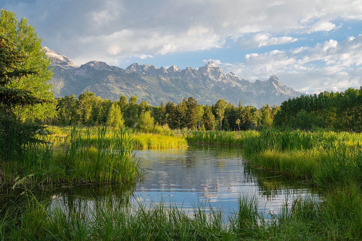 mangelsen's tweet photo. An evening on the pond. Summer below the Tetons is hard to beat. Happy Friday! https://t.co/nEmrDClVPJ