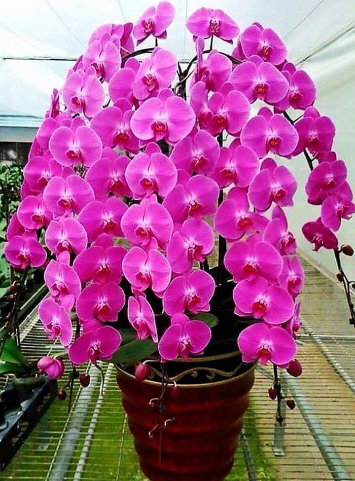 yolanda alberto๐๐๏ธ (@yollyalberto11) on Twitter photo #BOYCOTTMZETxAPTxGMA529
<a href="/wowaann/">Anita V. Somera</a> <a href="/AxlLacey/">Axl Rose Diana Lacey</a> <a href="/josephrose117/">Villanueva Rose</a> <a href="/Jodevera5/">Jodevera</a> <a href="/mc_forever24/">MAICHARD24๐๐</a> <a href="/aguduyy/">Lourdes Sy แดฌแดฐแดบ</a> <a href="/alisasis_c/">Ruby C Alisasis</a> <a href="/annabelle_celis/">Gabriela Torres @Annabelle</a> <a href="/gaia_adn/">Gabriel Isaiah Gaia AlDub/MaiChard๐๐</a> <a href="/maribel0241/">maribel024</a> <a href="/elds1957/">Mildred u. Casayuran</a> <a href="/_bin_jin/">Bin Jin ๐</a> <a href="/CalapArlene/">arlenecdr18</a> <a href="/mamamoyan/">Mama</a> <a href="/beeyeth/">Beeyeth</a> <a href="/Jocelyn66955632/">Jocelyn</a> <a href="/AriesSoliveres/">Aries Soliveres</a> <a href="/MRevibes/">myrna</a> <a href="/marlenemanko/">Marlene26</a> <a href="/LagringInfante/">lagring infante</a> <a href="/armm2015/">simple BS แดฌแดฐแดบ</a> #BOYCOTTMZETxAPTxGMA529
<a href="/wowaann/">Anita V. Somera</a> <a href="/AxlLacey/">Axl Rose Diana Lacey</a> <a href="/josephrose117/">Villanueva Rose</a> <a href="/Jodevera5/">Jodevera</a> <a href="/mc_forever24/">MAICHARD24๐๐</a> <a href="/aguduyy/">Lourdes Sy แดฌแดฐแดบ</a> <a href="/alisasis_c/">Ruby C Alisasis</a> <a href="/annabelle_celis/">Gabriela Torres @Annabelle</a> <a href="/gaia_adn/">Gabriel Isaiah Gaia AlDub/MaiChard๐๐</a> <a href="/maribel0241/">maribel024</a> <a href="/elds1957/">Mildred u. Casayuran</a> <a href="/_bin_jin/">Bin Jin ๐</a> <a href="/CalapArlene/">arlenecdr18</a> <a href="/mamamoyan/">Mama</a> <a href="/beeyeth/">Beeyeth</a> <a href="/Jocelyn66955632/">Jocelyn</a> <a href="/AriesSoliveres/">Aries Soliveres</a> <a href="/MRevibes/">myrna</a> <a href="/marlenemanko/">Marlene26</a> <a href="/LagringInfante/">lagring infante</a> <a href="/armm2015/">simple BS แดฌแดฐแดบ</a>