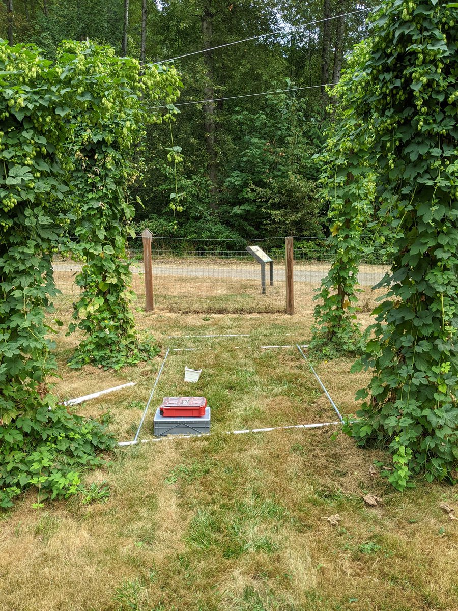 In a few hours, this will be an art! Come check it out at Lusio Lights at Mary Olson Farm: lusiolight.com/events-1/lusio…