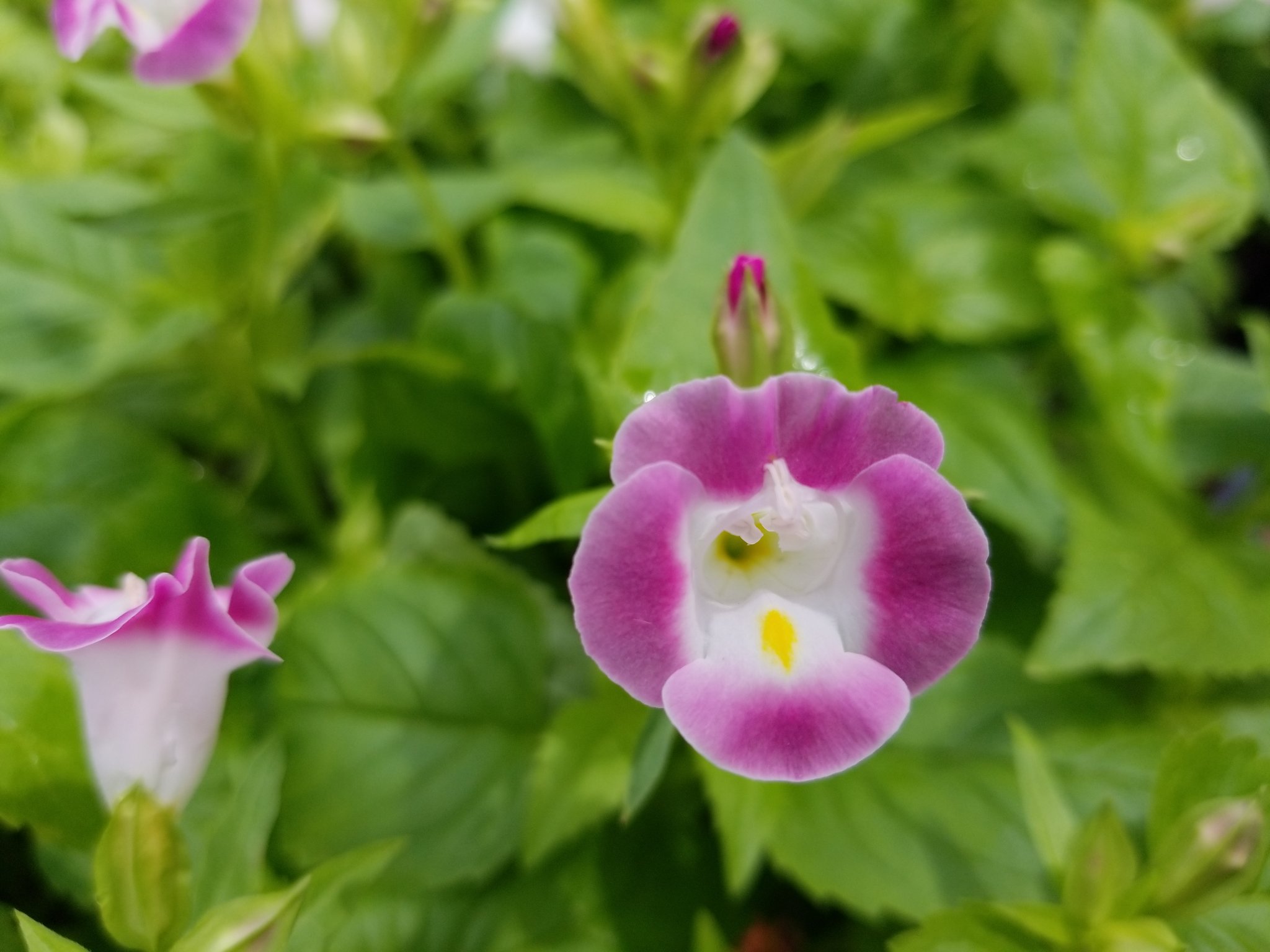 タッチ 8 土曜日 おはようございます トレニア 花言葉は ひらめき 温和 和名は夏菫 ナツスミレ 暑い夏に寄せ植えに活躍する トレニア可愛い 穏やかな佳き週末の刻を Ain T No Sunshine Bill Withers Cover T Co 147nk9bsdp おはょ