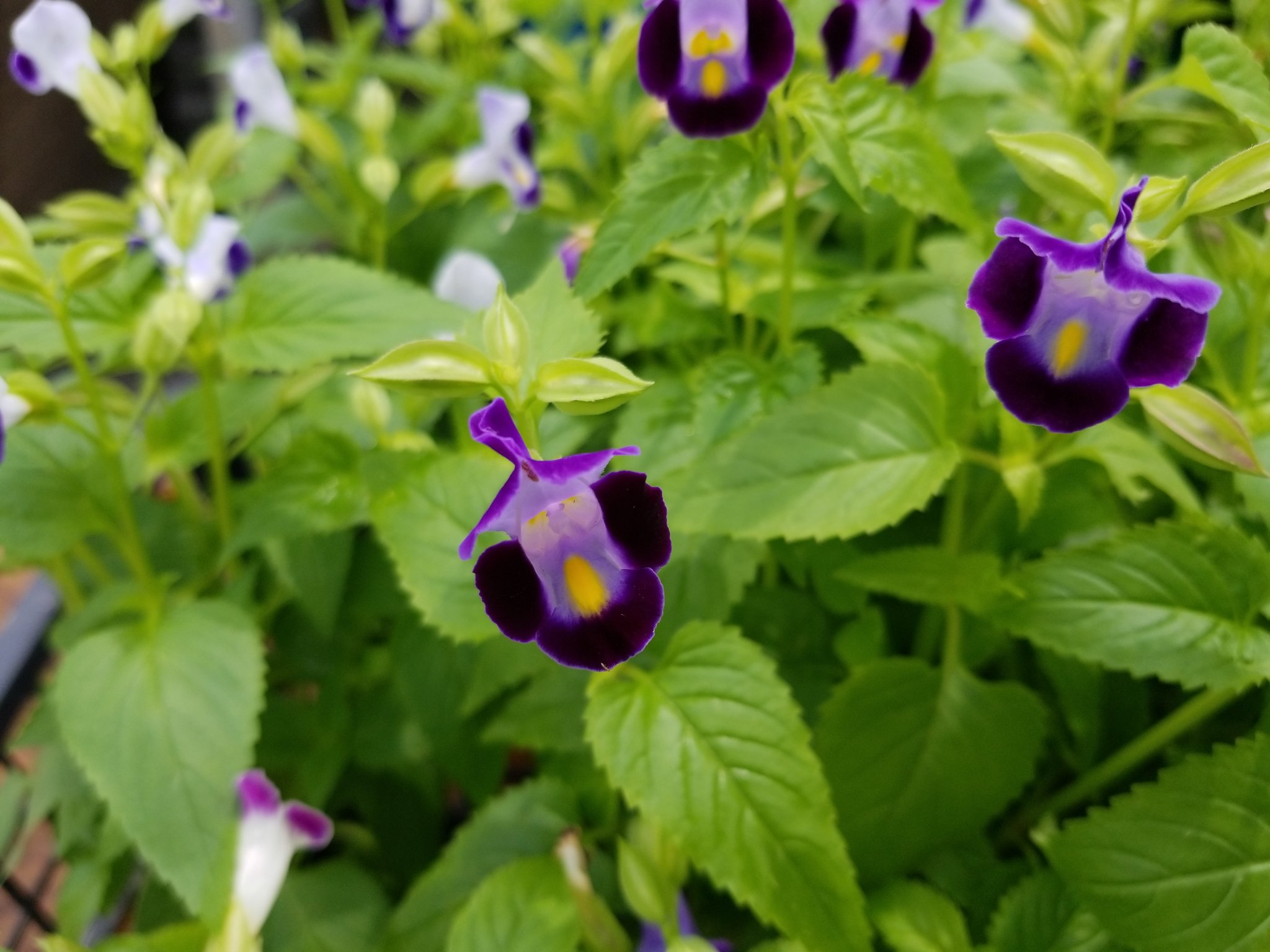 タッチ 8 土曜日 おはようございます トレニア 花言葉は ひらめき 温和 和名は夏菫 ナツスミレ 暑い夏に寄せ植えに活躍する トレニア可愛い 穏やかな佳き週末の刻を Ain T No Sunshine Bill Withers Cover T Co 147nk9bsdp おはょ