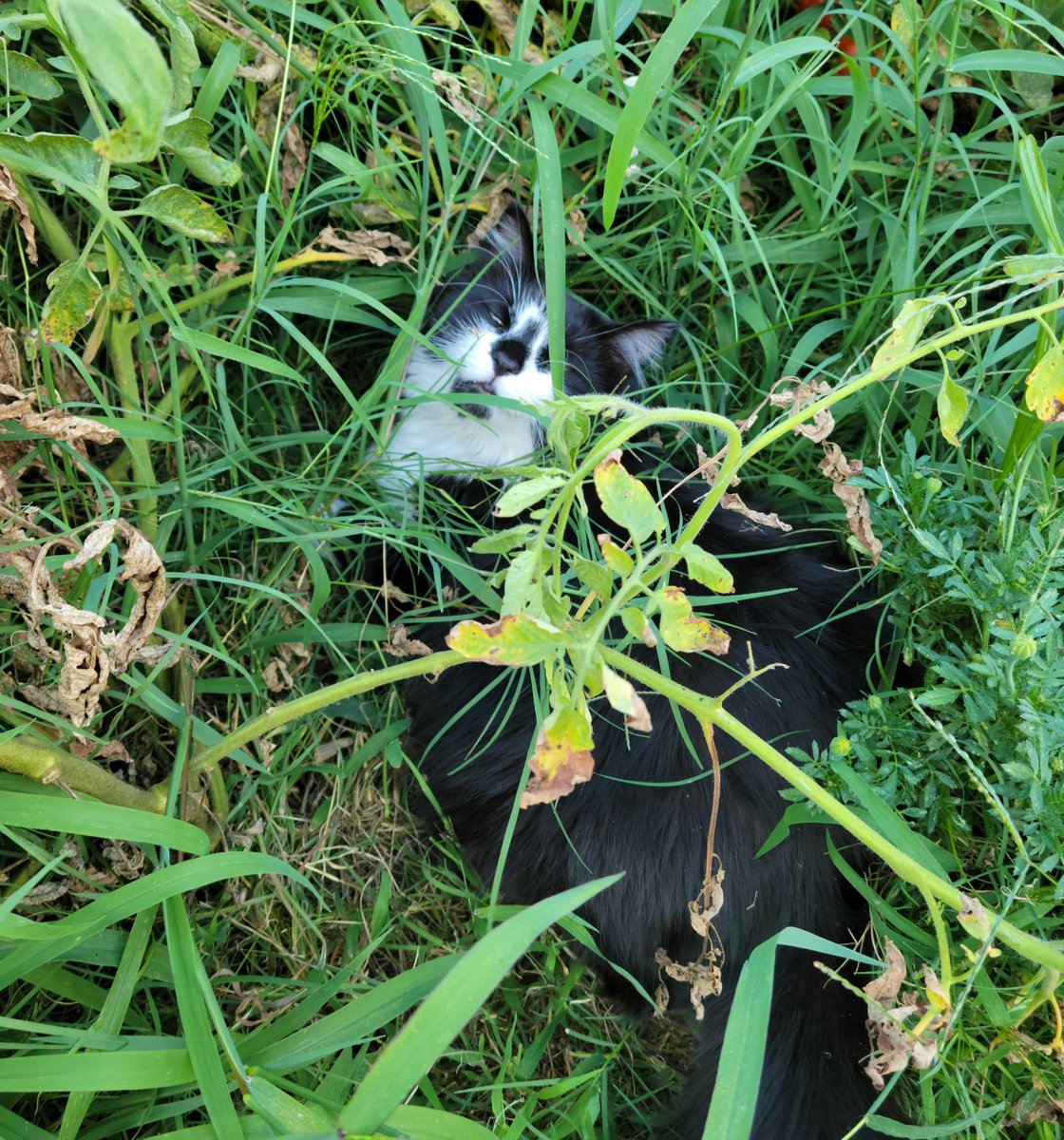 beazycat's tweet photo. I'z deeeeeeepz en da weedz. Ders sumpin guud enz der, I'z noze itz!
Gonnaz gitz a mowze furr dadz!
#Beazycat
#Hedgewatch
#ProMouseHunter https://t.co/wGDSmkPkCL