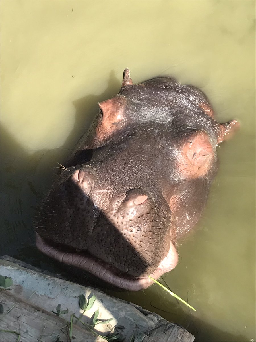Dandonat2's tweet photo. Hippos 🦛♥️
#photo #photooftheday #photography #naturephotography #animal #animallovers #animals #animalphotography #animallover #hippo https://t.co/pLJKCWE6Jv