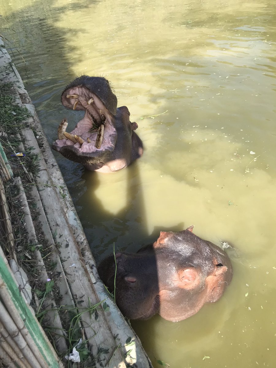 Dandonat2's tweet photo. Hippos 🦛♥️
#photo #photooftheday #photography #naturephotography #animal #animallovers #animals #animalphotography #animallover #hippo https://t.co/pLJKCWE6Jv