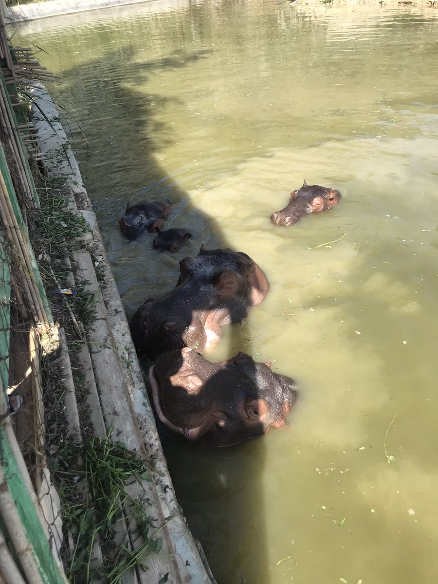 Dandonat2's tweet photo. Hippos 🦛♥️
#photo #photooftheday #photography #naturephotography #animal #animallovers #animals #animalphotography #animallover #hippo https://t.co/Wv1kmOi3Ki