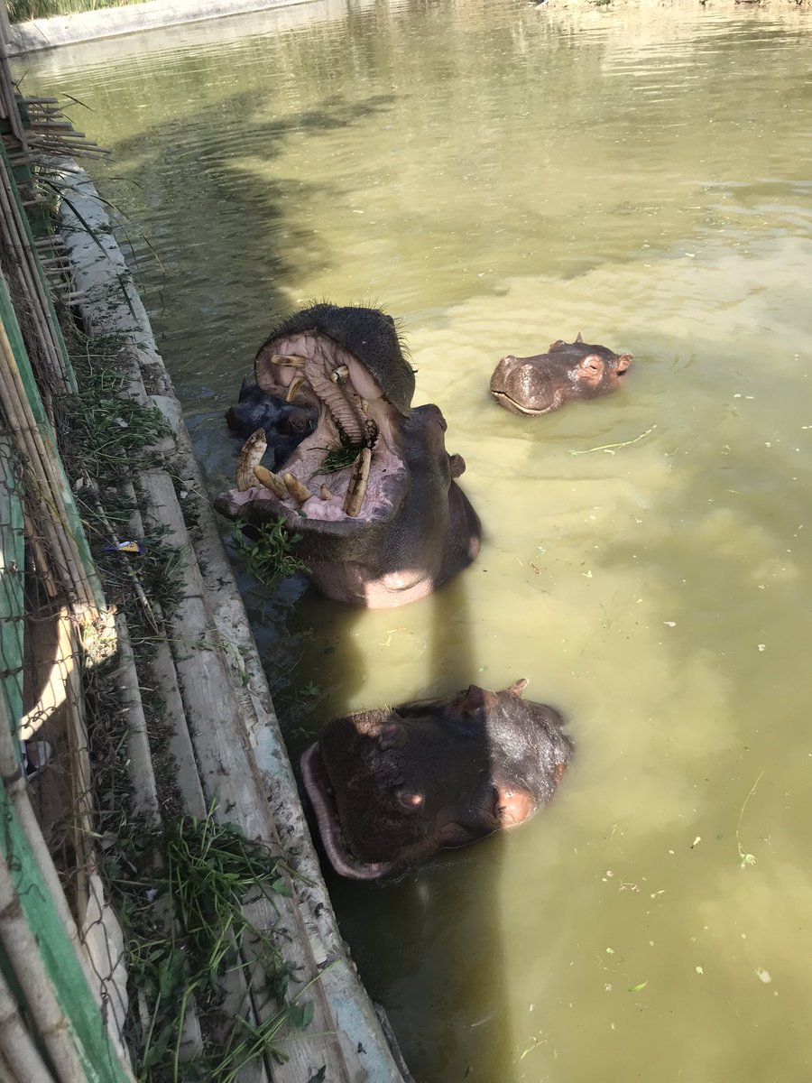 Dandonat2's tweet photo. Hippos 🦛♥️
#photo #photooftheday #photography #naturephotography #animal #animallovers #animals #animalphotography #animallover #hippo https://t.co/Wv1kmOi3Ki