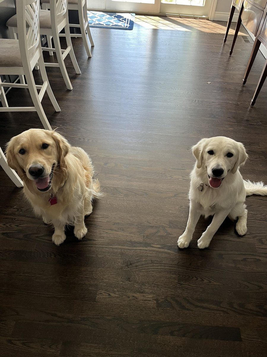 davidbarthel1's tweet image. Dropped off Lauren at Miami.  (What a campus!). We will miss the noise in this house, and all she brings but grateful to come home to these knuckleheads.  Go Lauren! Onward.