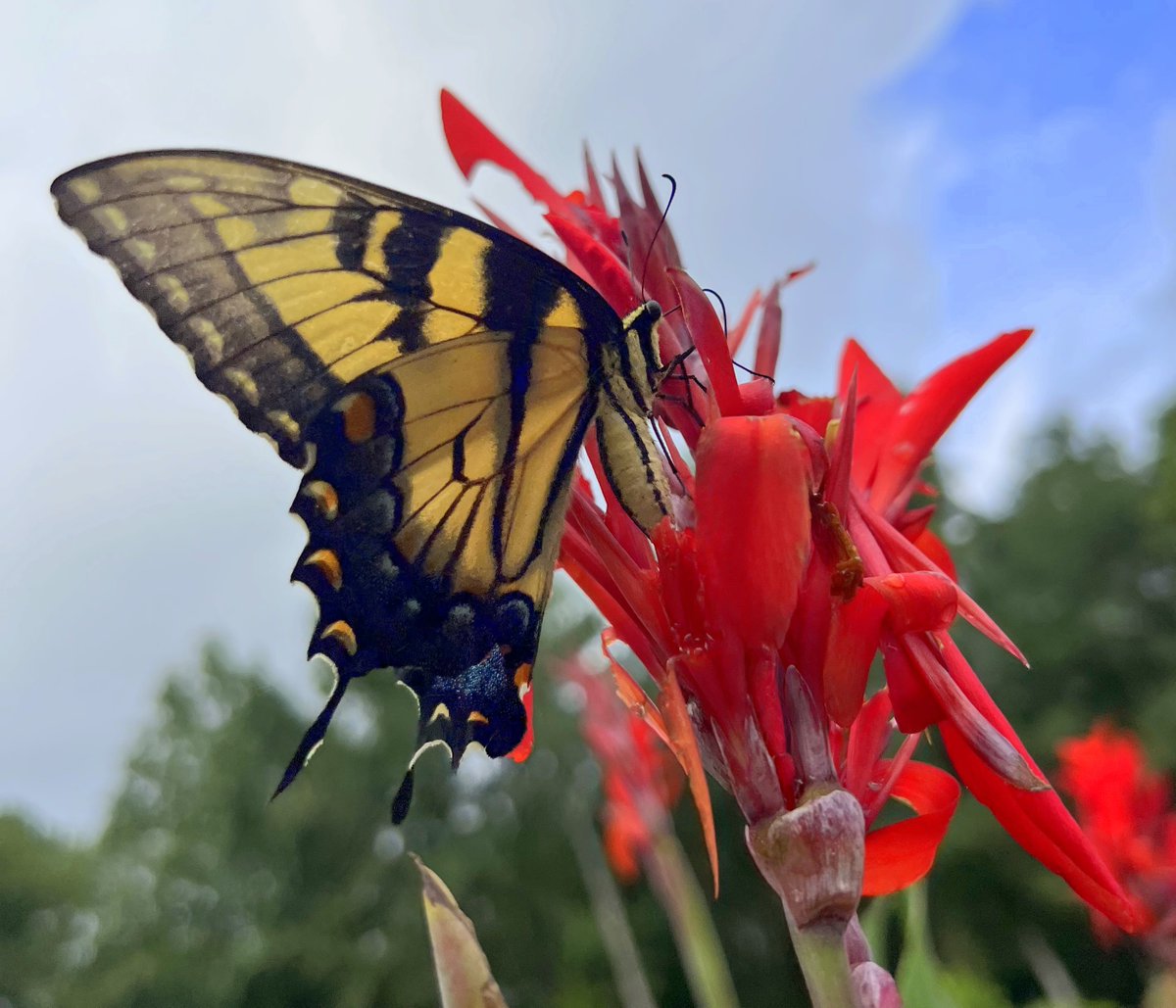 KatiesKrops's tweet photo. Today we participated in the 'Great Pollinator Count' in our flagship garden. In 15 minutes, in several areas of the garden, we counted over 600 pollinators! The biggest attractor, our @Proven_Winners pollinators!  #pollinatorcount https://t.co/Oo471Tz0DV