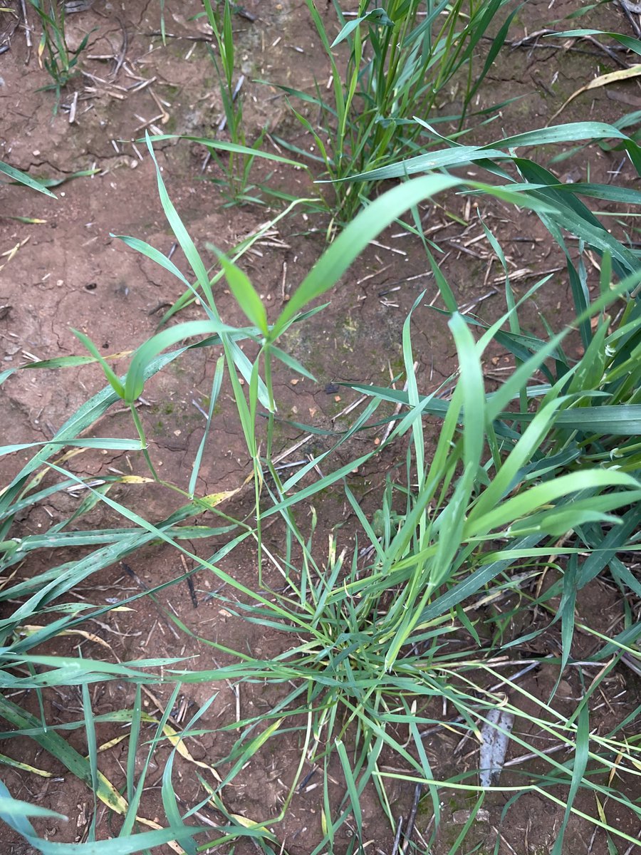 rick_rundell's tweet photo. Late emerging Barley grass along fence lines to be croptopped #competition #seedset .. Next yr pulse then wheat plus shield https://t.co/jr0oF7yOmd