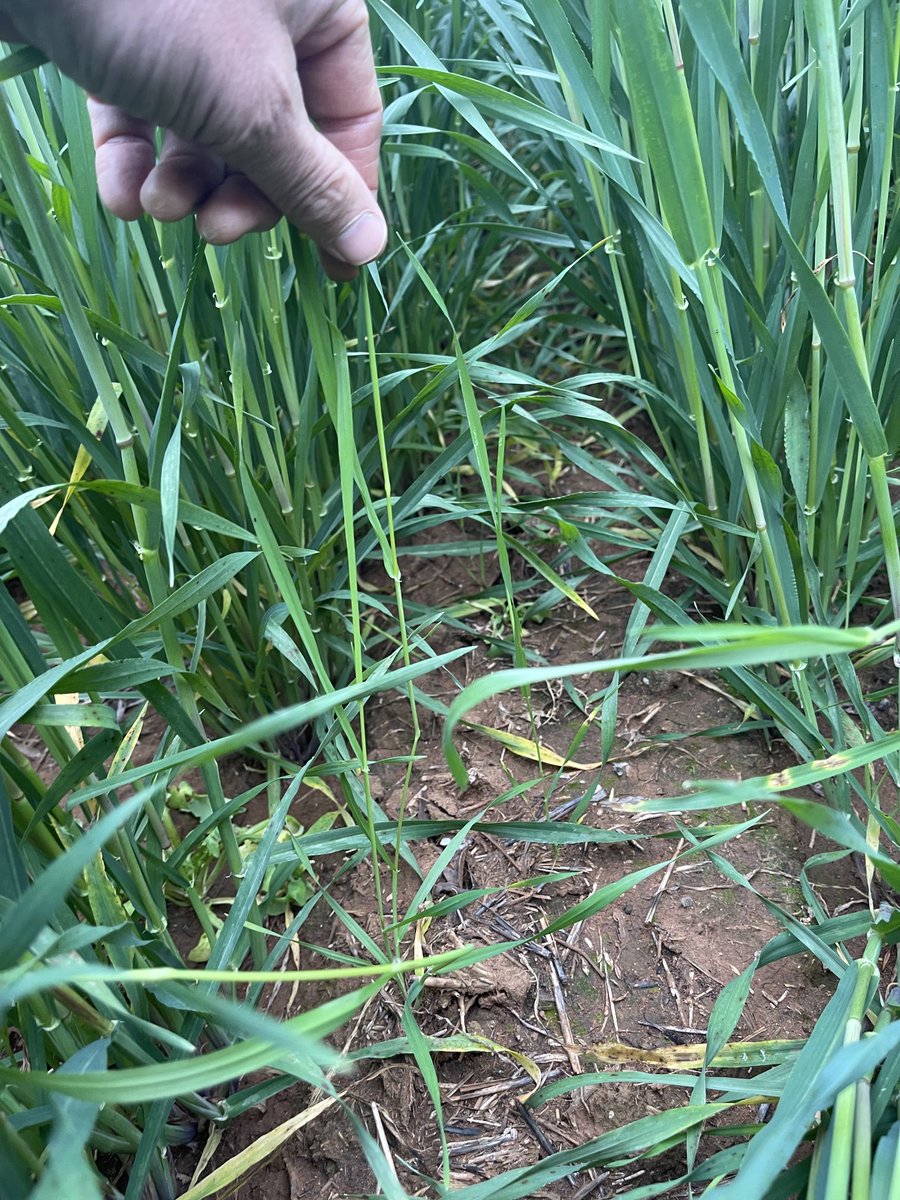 rick_rundell's tweet photo. Late emerging Barley grass along fence lines to be croptopped #competition #seedset .. Next yr pulse then wheat plus shield https://t.co/jr0oF7yOmd