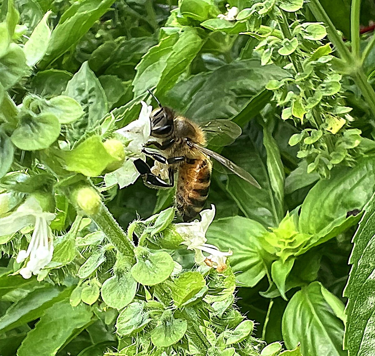 KatiesKrops's tweet photo. Today we participated in the 'Great Pollinator Count' in our flagship garden. In 15 minutes, in several areas of the garden, we counted over 600 pollinators! The biggest attractor, our @Proven_Winners pollinators!  #pollinatorcount https://t.co/Oo471Tz0DV