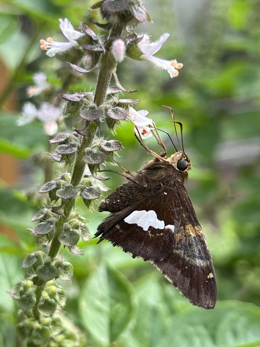 KatiesKrops's tweet photo. Today we participated in the 'Great Pollinator Count' in our flagship garden. In 15 minutes, in several areas of the garden, we counted over 600 pollinators! The biggest attractor, our @Proven_Winners pollinators!  #pollinatorcount https://t.co/Oo471Tz0DV