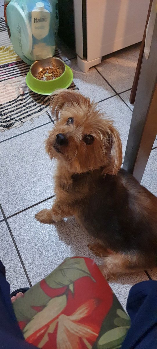 anderson_cmte's tweet photo. #meupetnocidadealerta Só sentar na cadeira que ele fica de olho kkkkk Thor nas telas da record https://t.co/igl8piPkQe