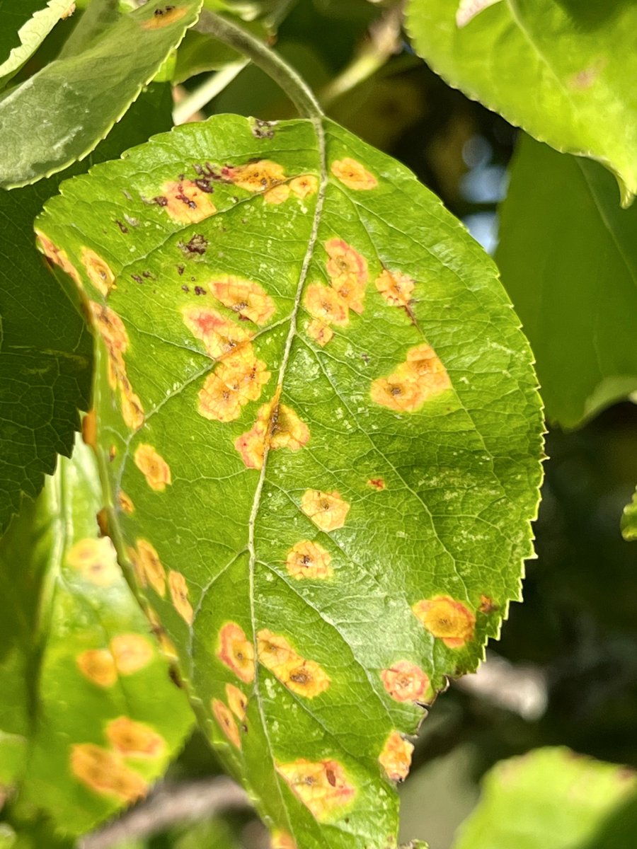 FruitDiseases's tweet photo. Upper and lower side view of #CedarAppleRust (Gymnosporangium juniperi-virginianae) lesions on #Apples leaves https://t.co/1W2z3zQFTa
