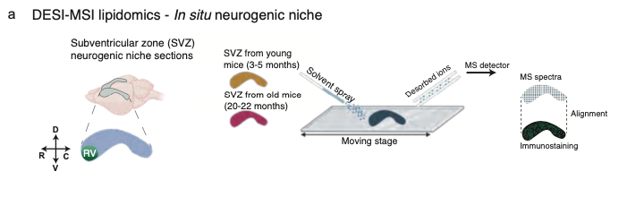 xiaoaizh's tweet photo. #SpatialLipidomics by DESI-MSI allowed us to assess lipidomic changes on rare cell populations in native tissues, such as the NSCs. We confirmed that complex membrane lipids are affected in quiescent NSCs during aging in situ. https://t.co/TKJcGLKtFh
