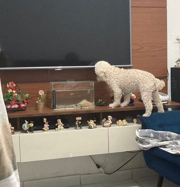 Smiletha's tweet photo. Bacci, essa é a Aretha protegendo o peixinho.
#meupetnocidadealerta https://t.co/mncroFdU7O