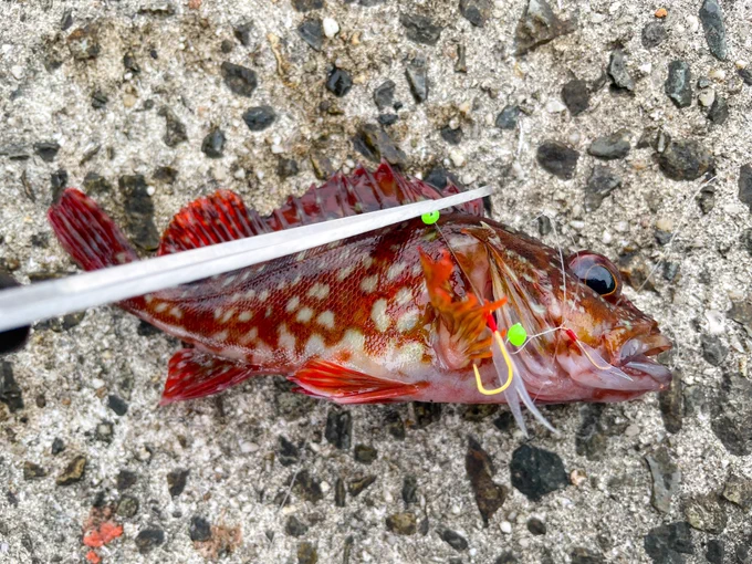 カサゴんヒレこわい 