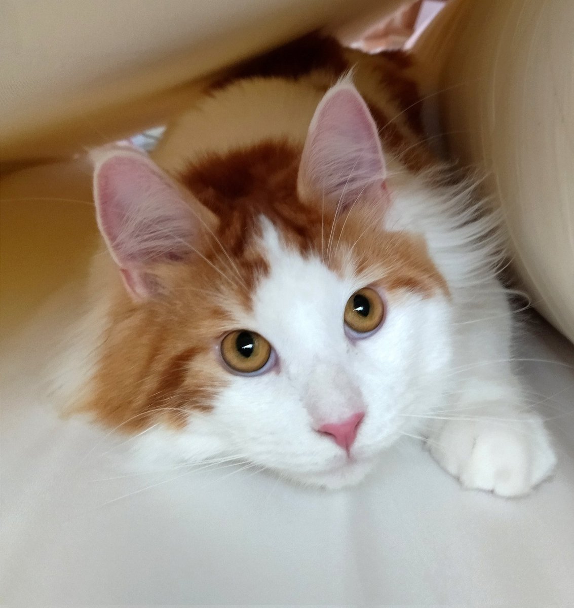 mainecoon_sette's tweet photo. お布団の隙間から おはようございます🛏♪
#メインクーン #メインクーン男の子  #長毛猫 #猫 #猫のいる暮らし #今日の猫 #おはようございます #布団の隙間 #隙間に突進 #穴があったら入ります  #maincoon #maincoonlovers #maincoonboy #cat #todayscat  #goodmorning #japanesefuton #intothegap https://t.co/70nfaYbxdi