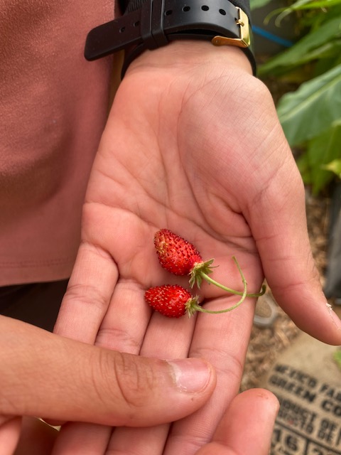 William Roper Hull School tweet media