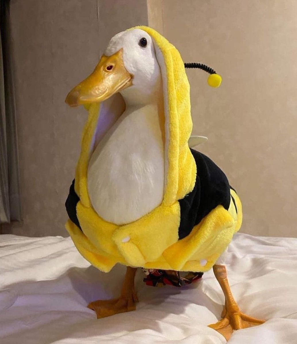 ThePlumpyDuc's tweet photo. Remember kids, don't bee🐝 positive for Duck Hepatitis https://t.co/x7dcY3TL9a