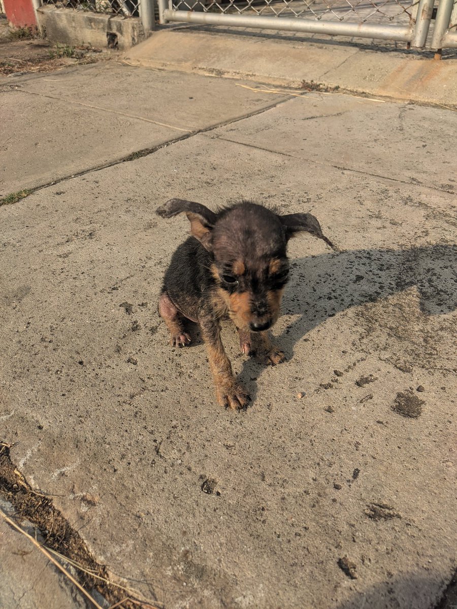 Piru66796347's tweet photo. Hola gente necesito que me ayuden compartiendo esto, este cachorrito necesita adopción y cuidado urgente, no puedo quedarme con el, por favor ayuden a darle visibilidad
@SanMemero @blue_laurita @YoUsoMiNasobuco @MalakaOfficial https://t.co/iWN8rlY0zu