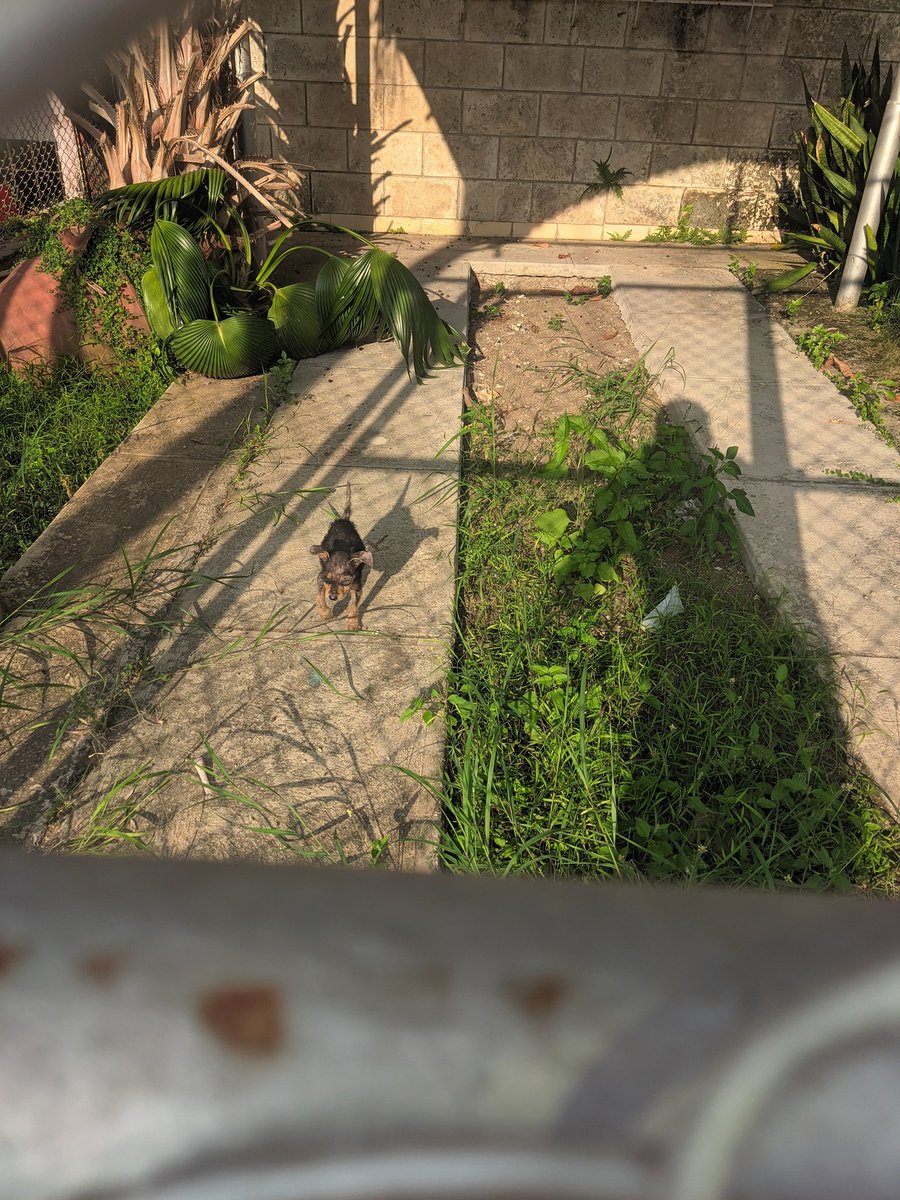 Piru66796347's tweet photo. Hola gente necesito que me ayuden compartiendo esto, este cachorrito necesita adopción y cuidado urgente, no puedo quedarme con el, por favor ayuden a darle visibilidad
@SanMemero @blue_laurita @YoUsoMiNasobuco @MalakaOfficial https://t.co/iWN8rlY0zu