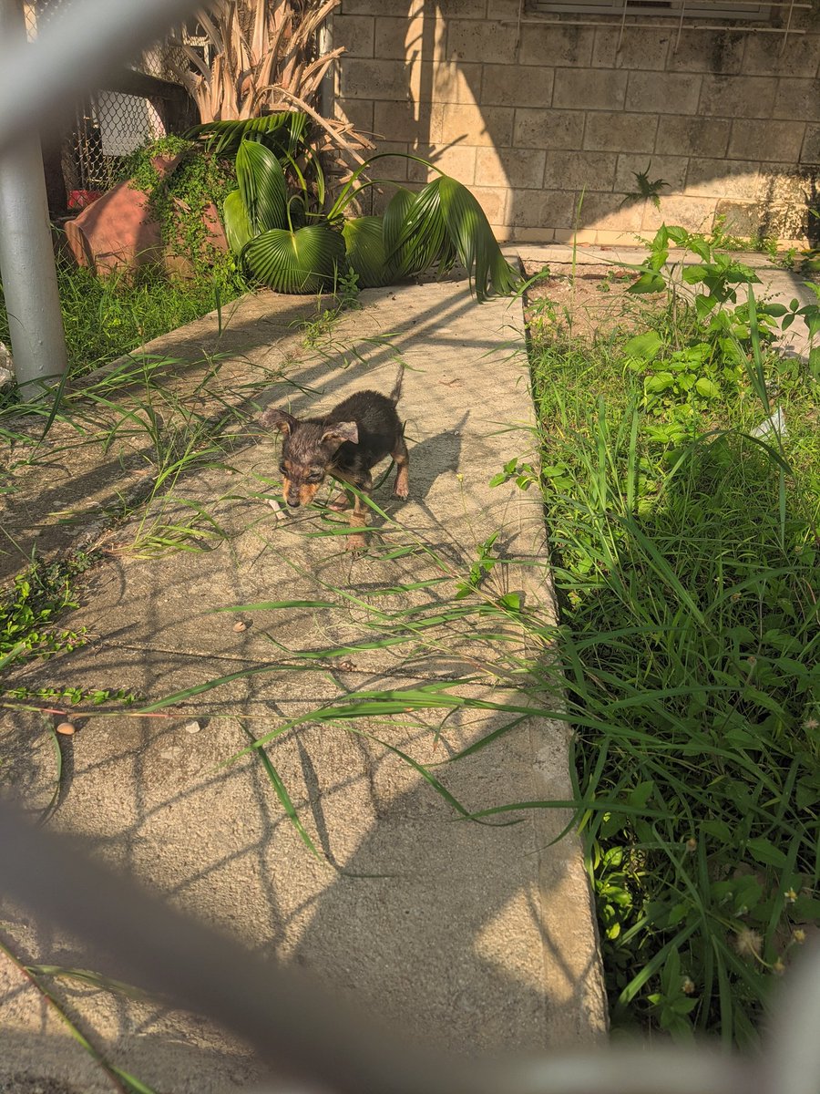 Hola gente necesito que me ayuden compartiendo esto, este cachorrito necesita adopción y cuidado urgente, no puedo quedarme con el, por favor ayuden a darle visibilidad
<a href="/SanMemero/">Cristhian J. González 🇨🇺🇺🇸👨🏻‍🍳</a> <a href="/blue_laurita/">Blue Laurita💙❤</a> <a href="/YoUsoMiNasobuco/">Yo Uso Mi Nasobuco</a> <a href="/MalakaOfficial/">Malaka_ Mami🇨🇺🎶</a>