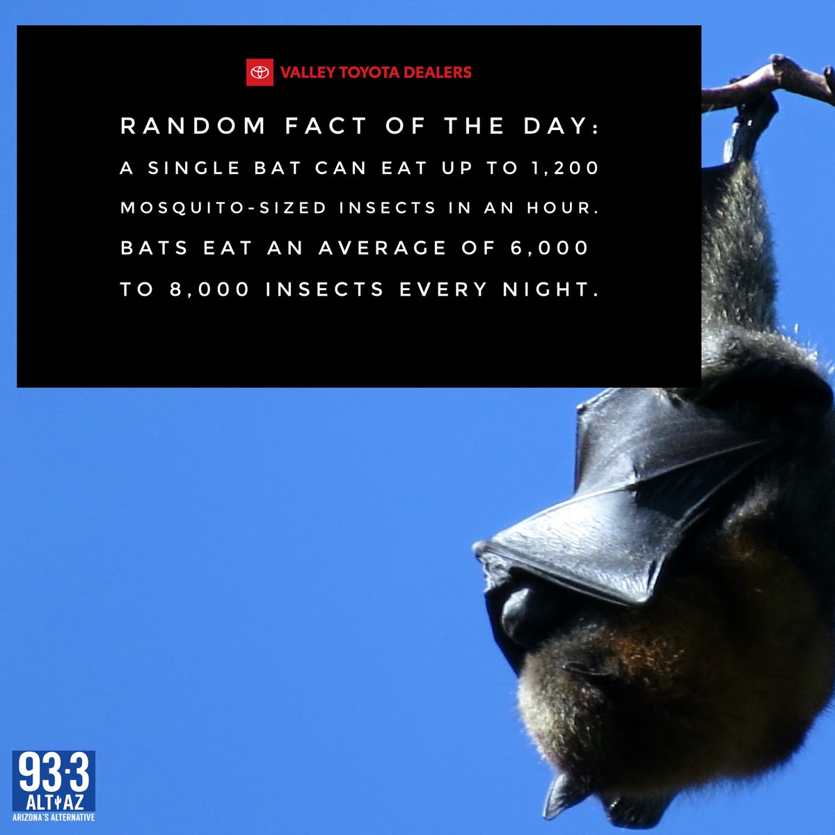 altaz933's tweet image. Wish I had a couple living in my backyard right now 🪰🦇 - @DustinALTAZ #sponsored