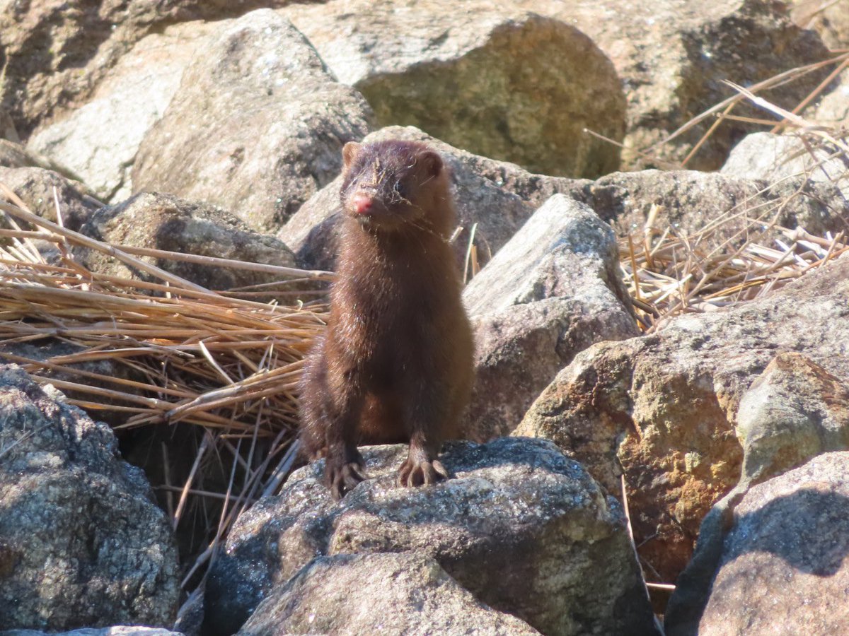 SegrestJen's tweet photo. Mink with some spiderwebs on its nose. ❤️ #NaturePhotography #wildlifephotography #wildlife #nature #outdoors #critters #minks https://t.co/KT8x7kKko3