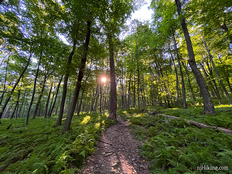 njhiking's tweet image. Sunfish Pond and Raccoon Ridge via Garvey Springs + Appalachian Trail. 11.8 or 8.6 or 6.2 miles, total round trip. [Warren County, NJ] #njHiking

Detailed hike guide: njhiking.com/appalachian-tr…