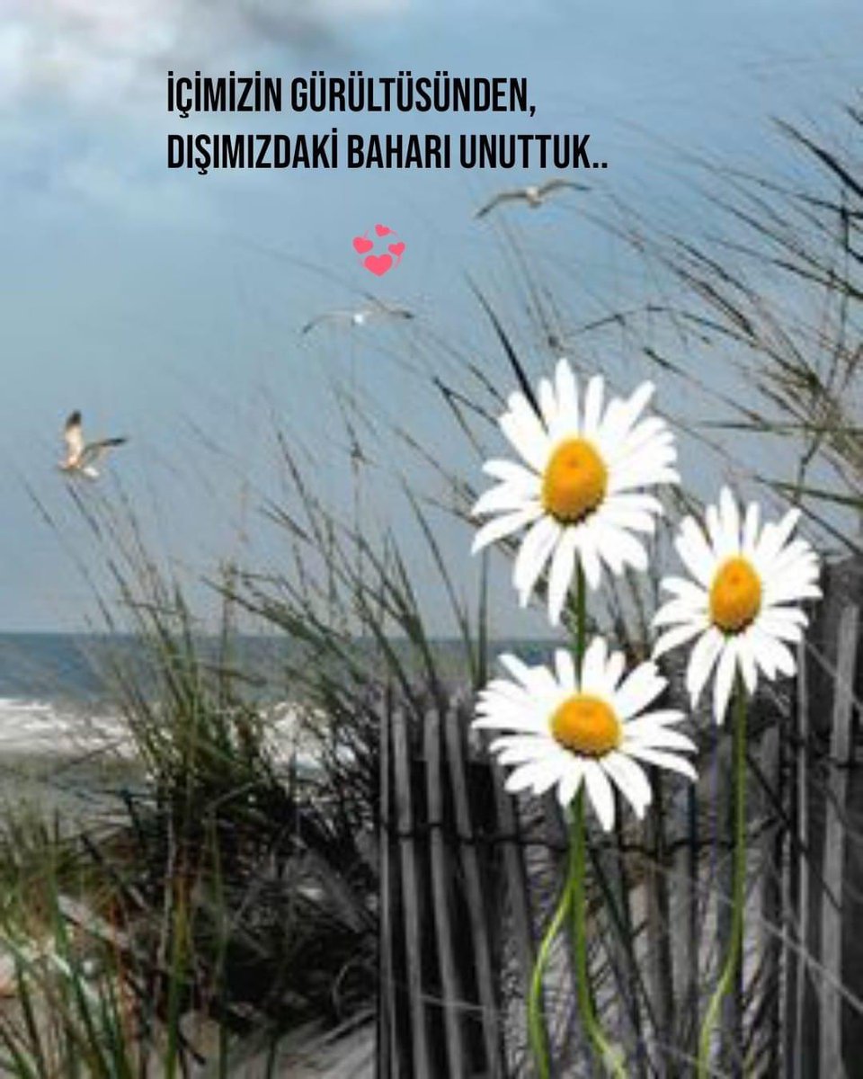 ozlu_ve's tweet photo. İçimizin gürültüsünden 
dışımızdaki baharı unuttuk. https://t.co/4z2RvlKUap