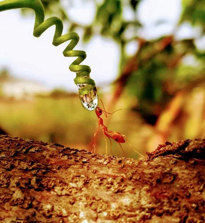 RPrabhu2022's tweet image. Those who crave for Water know its value. Conserve Water. Your life depends on it! #water #conservation #PositiveVibes #NewIndia #ClimateCrisis