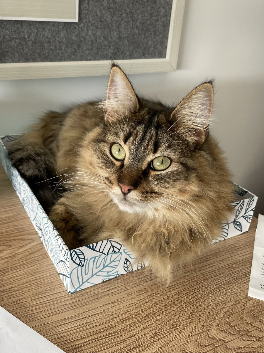 jodoc71's tweet photo. @Yoda4ever Love this. My cat likes the in tray at Home HQ https://t.co/kpJQrAps3i