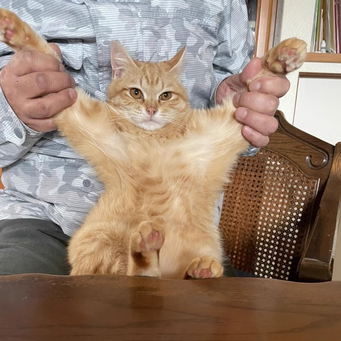 @fraze_craze 似てる(^O^)🐾 